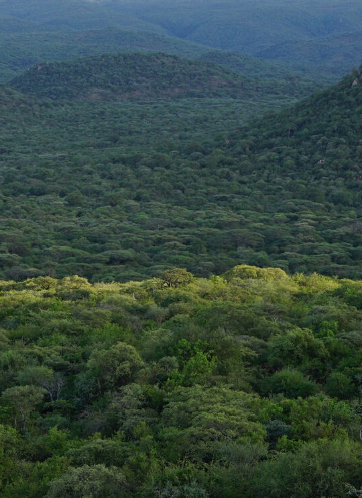 Wald in Tansania - myclimate (© Geberit)