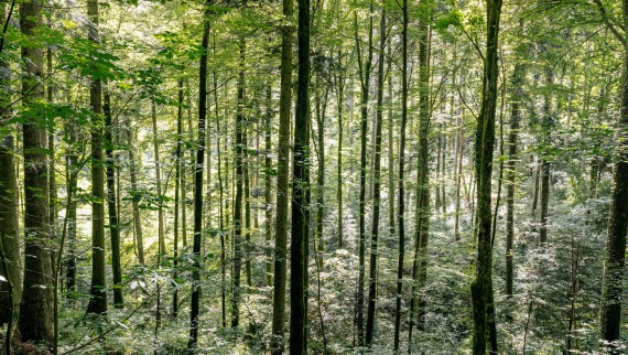 Reinigung mit Wasser - so hilft Geberit AquaClean Holz zu sparen
