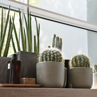 Varie piante sul davanzale di una finestra
