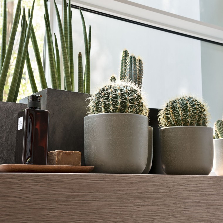 Varie piante sul davanzale di una finestra Varie piante sul davanzale di una finestra