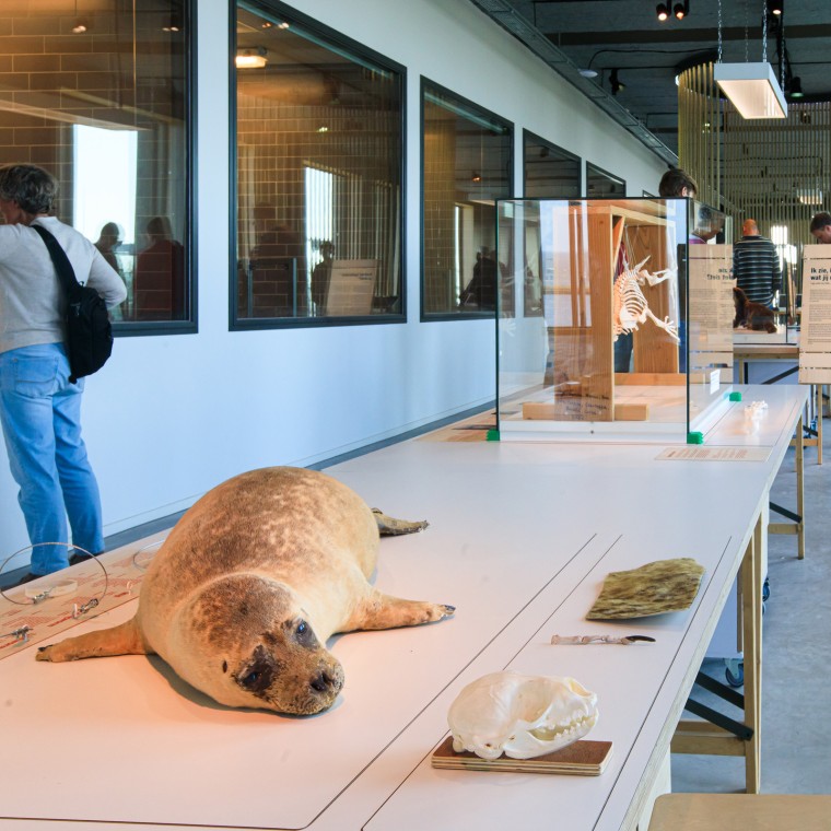 Wussten Sie, dass die Robbe das grösste Raubtier der Niederlande ist? (© Tjeerd Visser) Wussten Sie, dass die Robbe das grösste Raubtier der Niederlande ist? (© Tjeerd Visser)