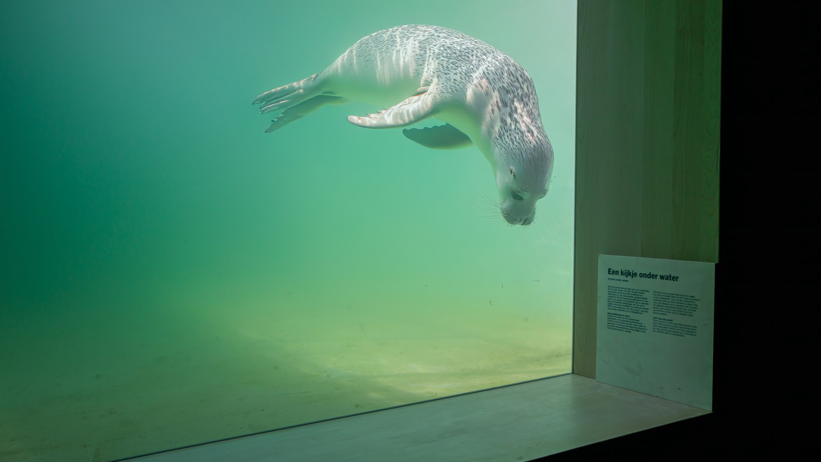 Verletzte oder kranke Tiere sollten so schnell wie möglich wieder in die Wildnis zurückschwimmen können. (© Tjeerd Visser) Verletzte oder kranke Tiere sollten so schnell wie möglich wieder in die Wildnis zurückschwimmen können. (© Tjeerd Visser)